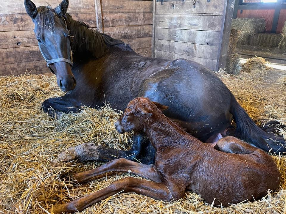 Preparing for Foaling Season with the Right Resources - CRF Equine Services