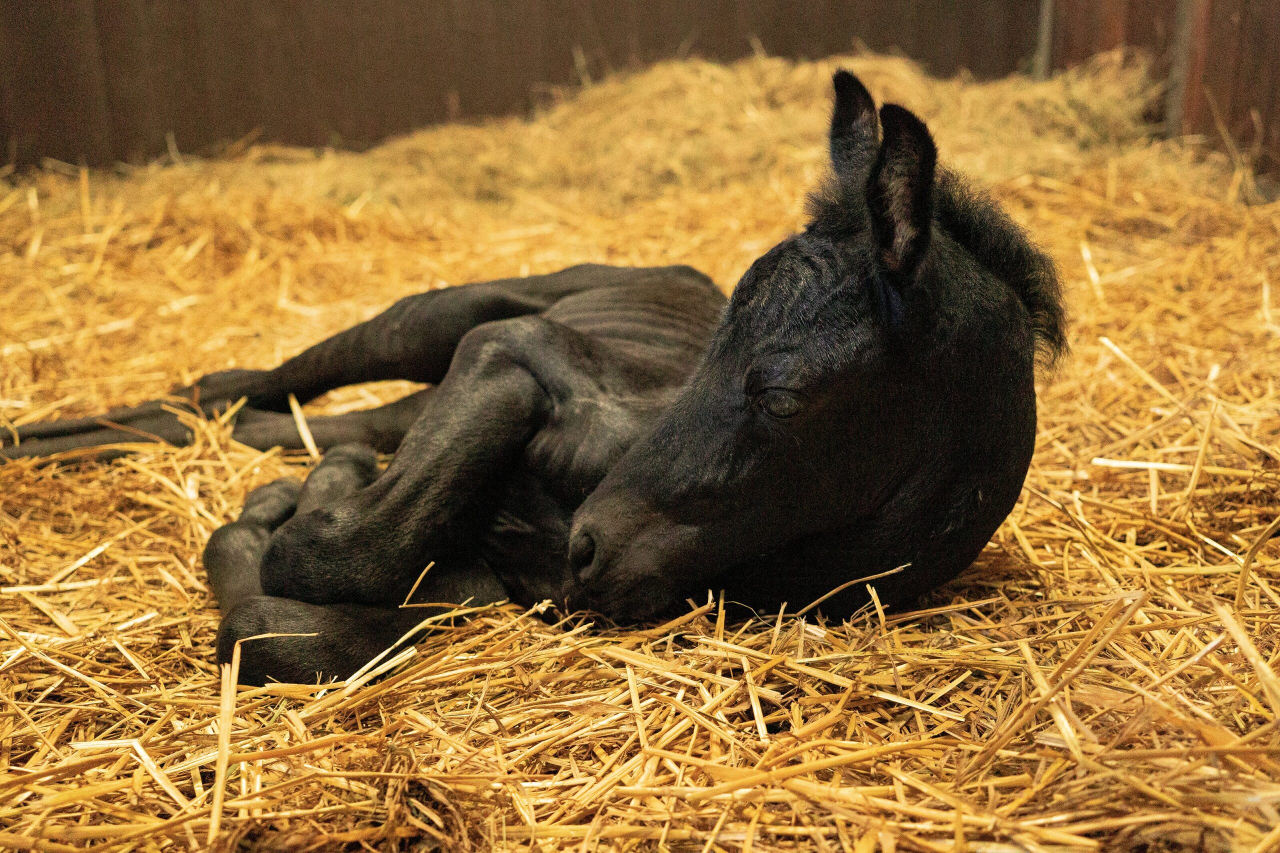 what to look out for in new foals